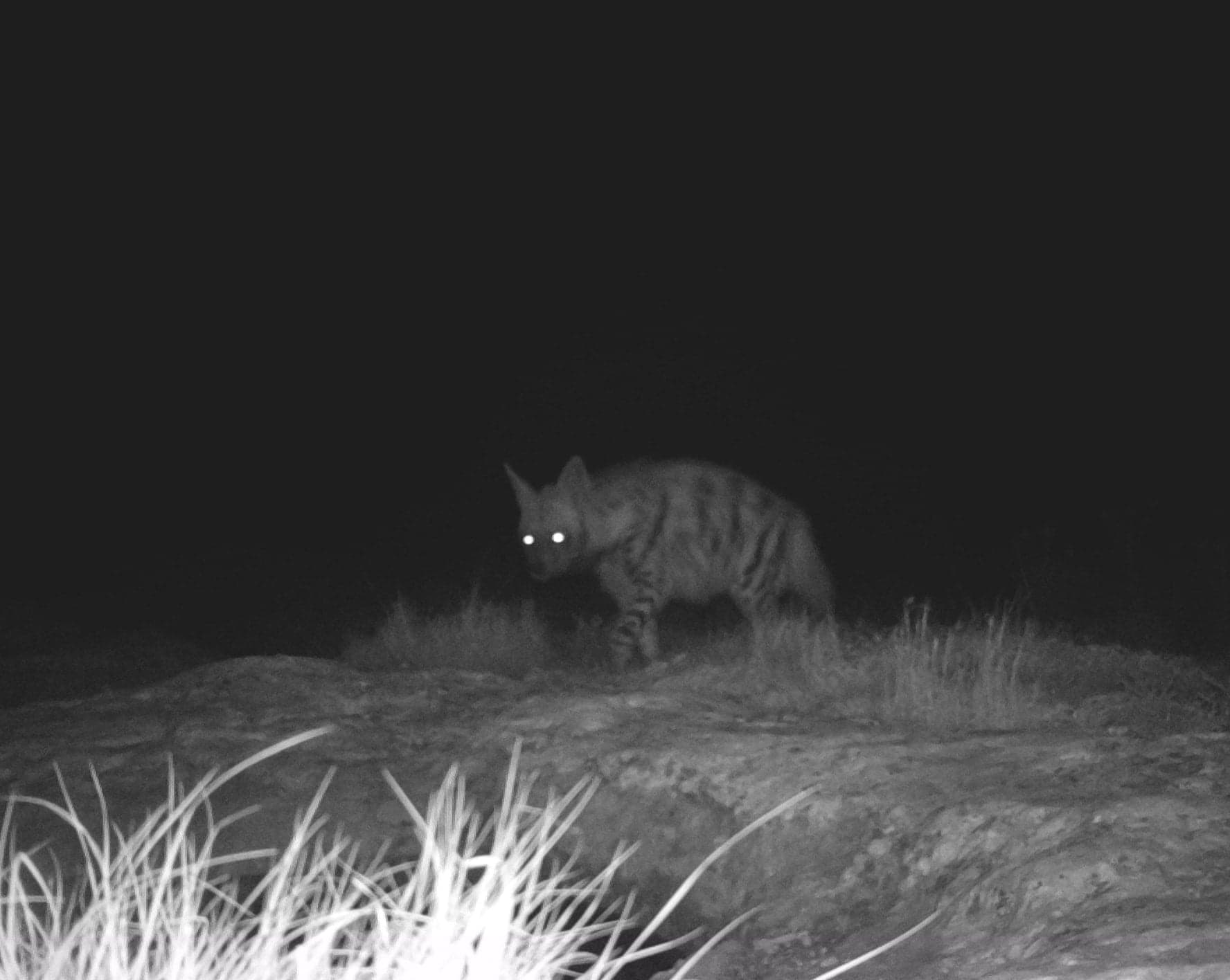 Nesli tükenme tehlikesindeki sırtlan ve dağ ceylanı fotokapana takıldı