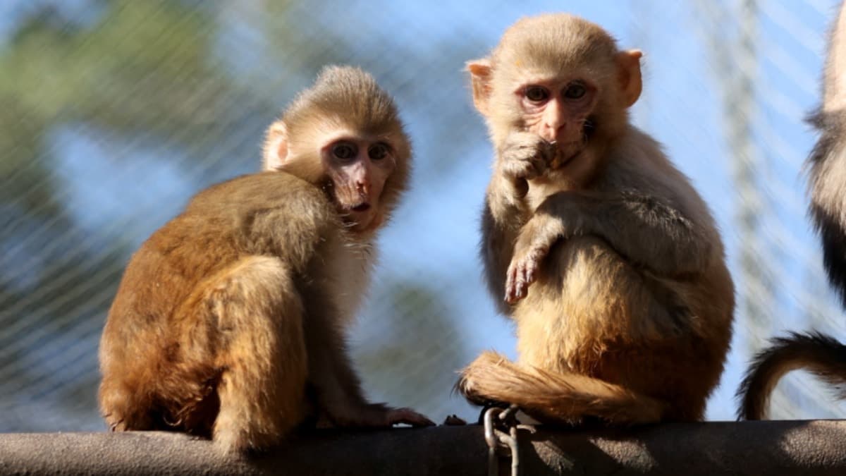 Uyuşturucu şüphelilerinin elinden kurtarılan maymun yavrusu 'Portakal' "yetimler barınağı"na yerleştirildi